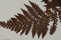 肋毛蕨藏品圖，第3張