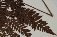 肋毛蕨藏品圖，第4張