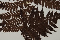 肋毛蕨藏品圖，第5張