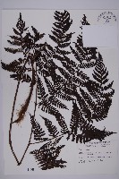 肋毛蕨藏品圖，第1張