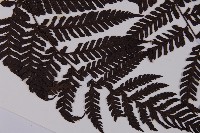 肋毛蕨藏品圖，第3張