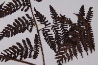 肋毛蕨藏品圖，第4張