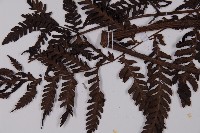 肋毛蕨藏品圖，第5張