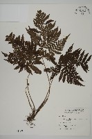 肋毛蕨藏品圖，第1張