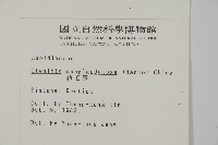 肋毛蕨藏品圖，第2張