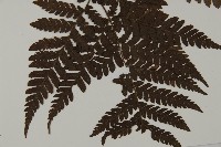 肋毛蕨藏品圖，第3張