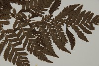 肋毛蕨藏品圖，第4張