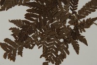 肋毛蕨藏品圖，第5張