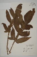 翅柄三叉蕨藏品圖，第1張