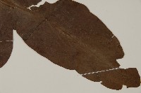 翅柄三叉蕨藏品圖，第3張