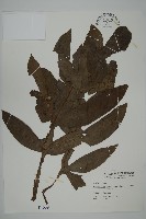 翅柄三叉蕨藏品圖，第1張