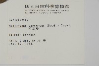 翅柄三叉蕨藏品圖，第2張