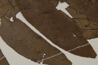 翅柄三叉蕨藏品圖，第3張