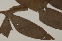 翅柄三叉蕨藏品圖，第4張