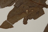 翅柄三叉蕨藏品圖，第5張