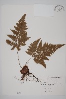 腫足蕨藏品圖，第1張