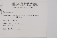 腫足蕨藏品圖，第2張