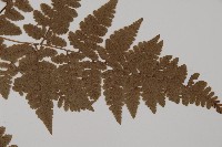 腫足蕨藏品圖，第3張