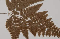 腫足蕨藏品圖，第4張