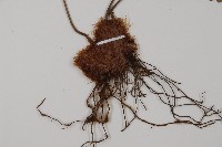 腫足蕨藏品圖，第5張