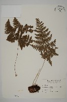 腫足蕨藏品圖，第1張