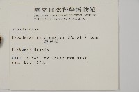 腫足蕨藏品圖，第2張