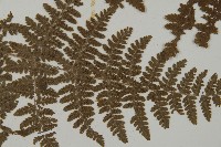 腫足蕨藏品圖，第3張