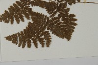 腫足蕨藏品圖，第5張