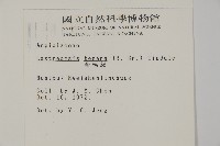 金毛蕨藏品圖，第2張