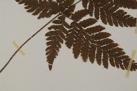 金毛蕨藏品圖，第4張