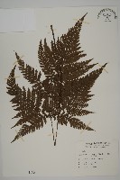 金毛蕨藏品圖，第1張