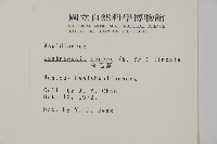 金毛蕨藏品圖，第2張