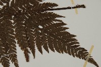 金毛蕨藏品圖，第3張