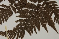 金毛蕨藏品圖，第5張