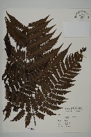 無苞蕨藏品圖，第1張