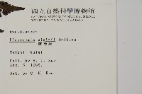 無苞蕨藏品圖，第2張