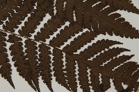 無苞蕨藏品圖，第3張