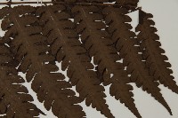 無苞蕨藏品圖，第4張