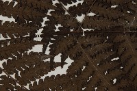 無苞蕨藏品圖，第5張