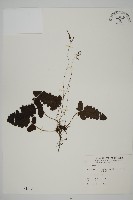 地耳蕨藏品圖，第1張