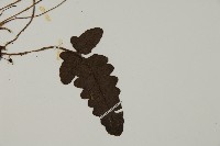 地耳蕨藏品圖，第3張