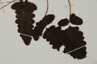 地耳蕨藏品圖，第4張