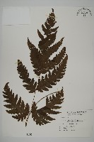 陰地三叉蕨藏品圖，第1張