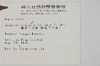 陰地三叉蕨藏品圖，第2張