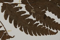 陰地三叉蕨藏品圖，第4張