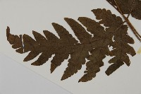 陰地三叉蕨藏品圖，第5張