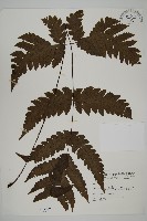 陰地三叉蕨藏品圖，第1張