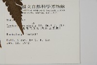 陰地三叉蕨藏品圖，第2張