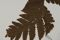 陰地三叉蕨藏品圖，第3張