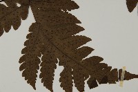 陰地三叉蕨藏品圖，第4張